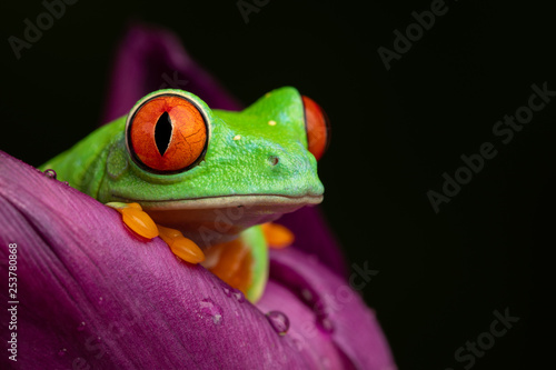 Tree Frog in a Tulip II