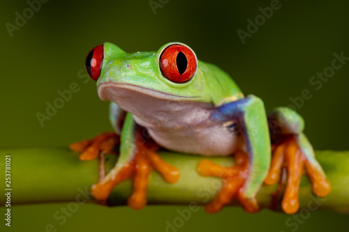 Red Eyed Tree Frog - Solo
