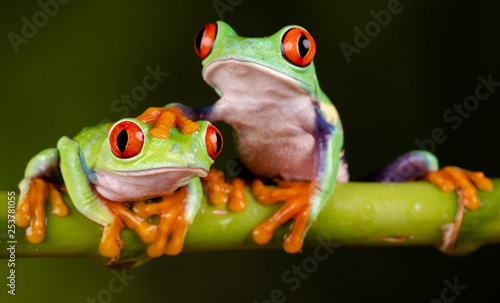 Fotografia, Obraz Red Eyed Tree Frogs - Hand on head