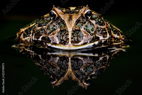 Frog in water
