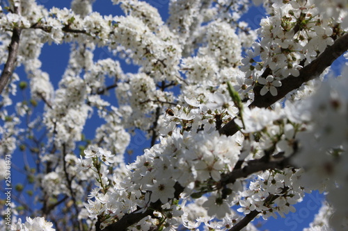 cherry tree blossom, Blooming trees in the spring. Branch of sour cherry blossoms in full bloom in front of a blue sky