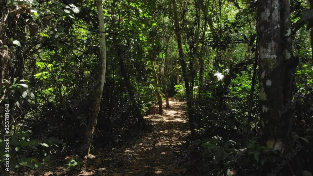 Close Aerial, Path Surrounded by Thick Jungle. Philippines. Close Aerial, Path Surrounded by Thick Jungle. Philippines.
