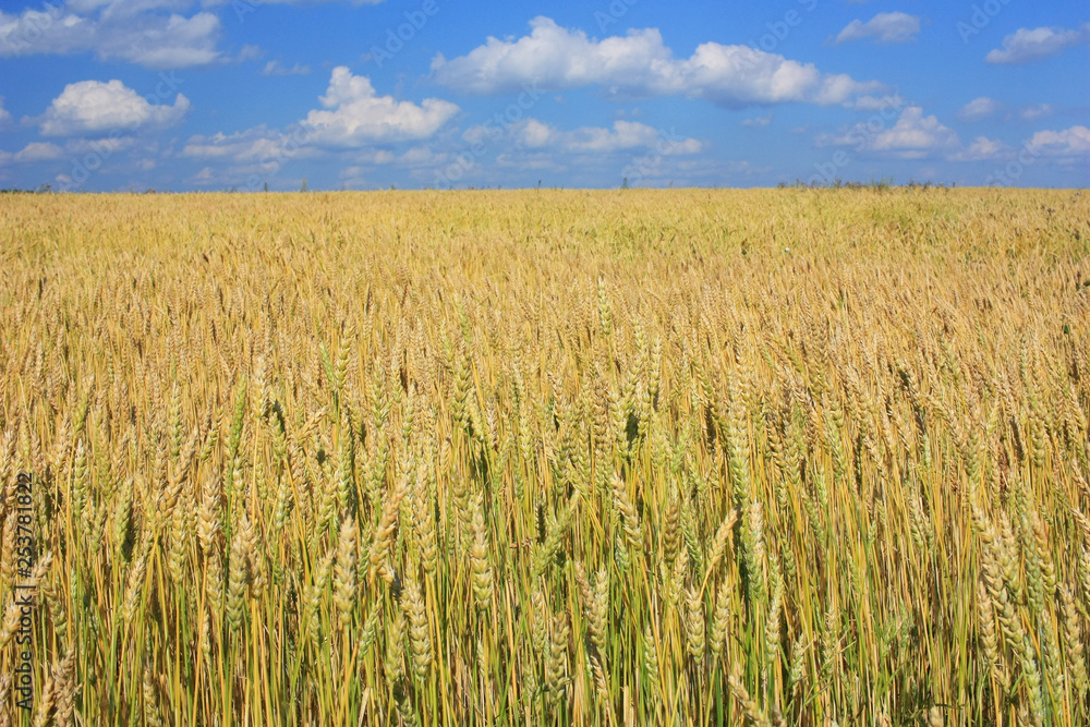 Golden field of wheat ears