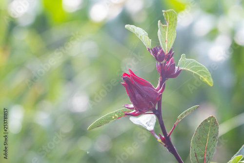 close up of fresh Roselle on tree in the garden