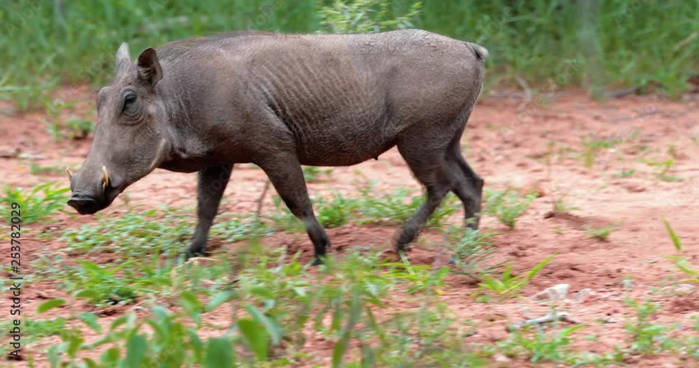 warthog in the savannah, park kruger south africa warthog in the savannah, park kruger south africa
