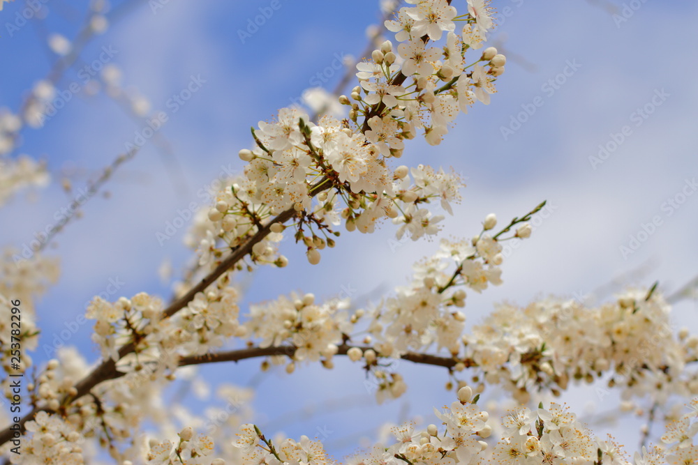 beautiful blooming tree, spring time beautiful blooming tree, spring time