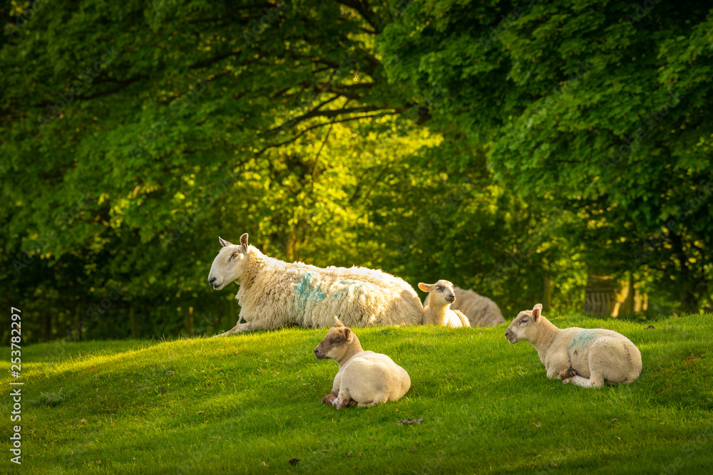 Fototapeta premium Sheep resting in the sunlight on top of Dovers Hill near Chipping Campden