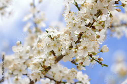 beautiful blooming tree, spring time © Olga