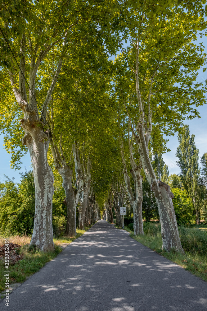 road with trees on the sides of the French provence