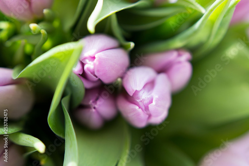 Fototapeta Naklejka Na Ścianę i Meble -  Beautiful bouquet of many small violet tulips Tulipa for celebration