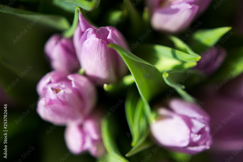 Beautiful bouquet of many small violet tulips Tulipa for celebration Beautiful bouquet of many small violet tulips Tulipa for celebration
