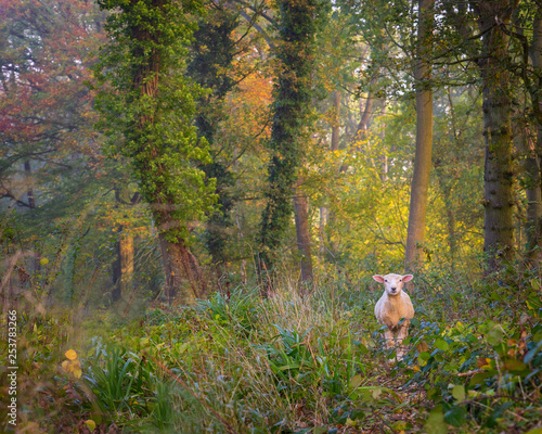Sheep lost in the woods in Cotswolds. Forest path leading through autumn trees