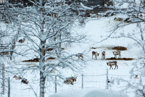 Reindeer, Winter Snow Forest at Finnish Saami Farm in Rovaniemi, Finland, Lapland at Christmas. At the North Arctic Pole.