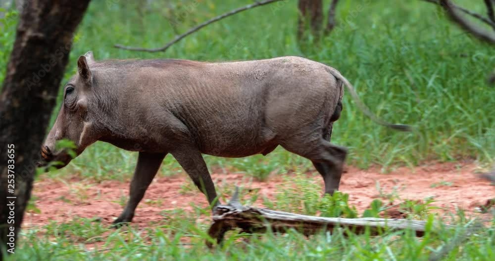 warthog in the savannah, park kruger south africa warthog in the savannah, park kruger south africa