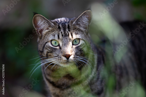 Cat stalking through long grass