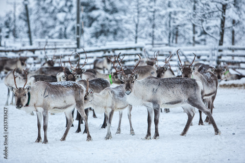 Reindeer herd  in winter  Lapland  Northern Finland