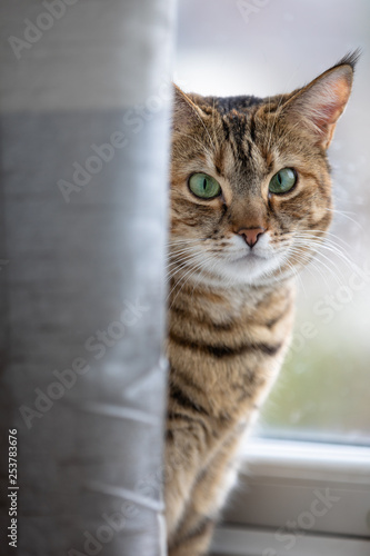Cat behind curtain