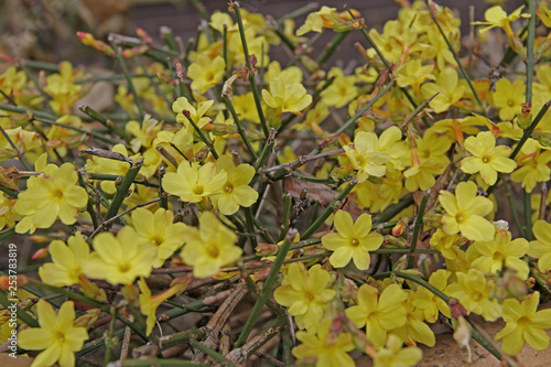 Winter-Jasmin photo