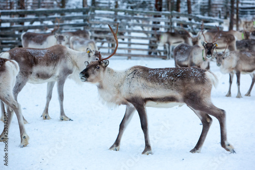 Reindeer migration to breeding grounds photo