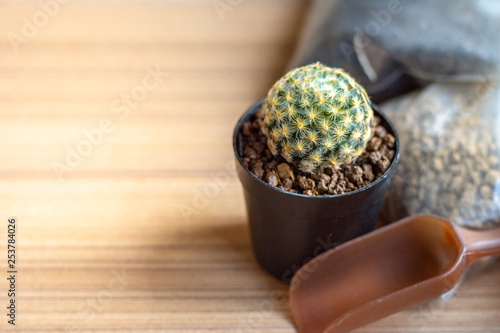 Closeup small cactus (Mammilaria Magnimamma) with planting soil , Japanese Akadama soil and small plastic shovel on wooden plate. photo