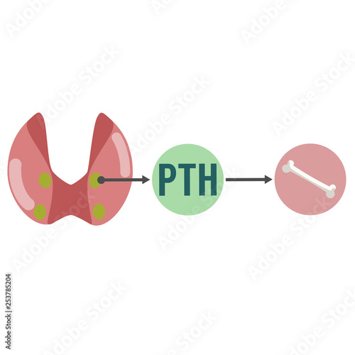 Parathyroid hormone (PTH), is a hormone secreted by the parathyroid glands that is important in bone remodeling