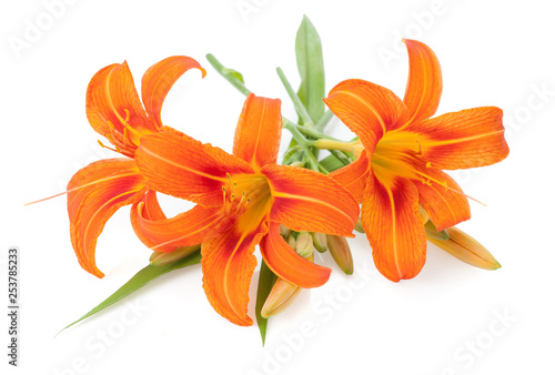 Colorful orange lily bunch taken closeup. Isolated on white studio photography.