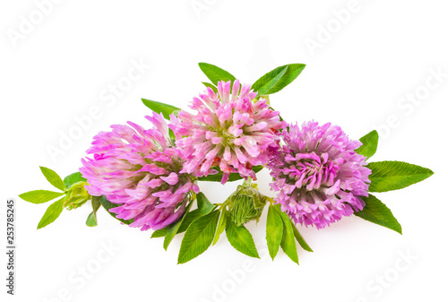 Clover or trefoil flower medicinal herbs isolated on white background cutout