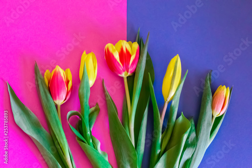Fototapeta Naklejka Na Ścianę i Meble -  Fresh cut tulips on a pink-blue background with yellow red