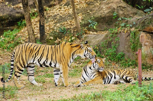 a tiger is walking and lick to another laying tiger in the ear