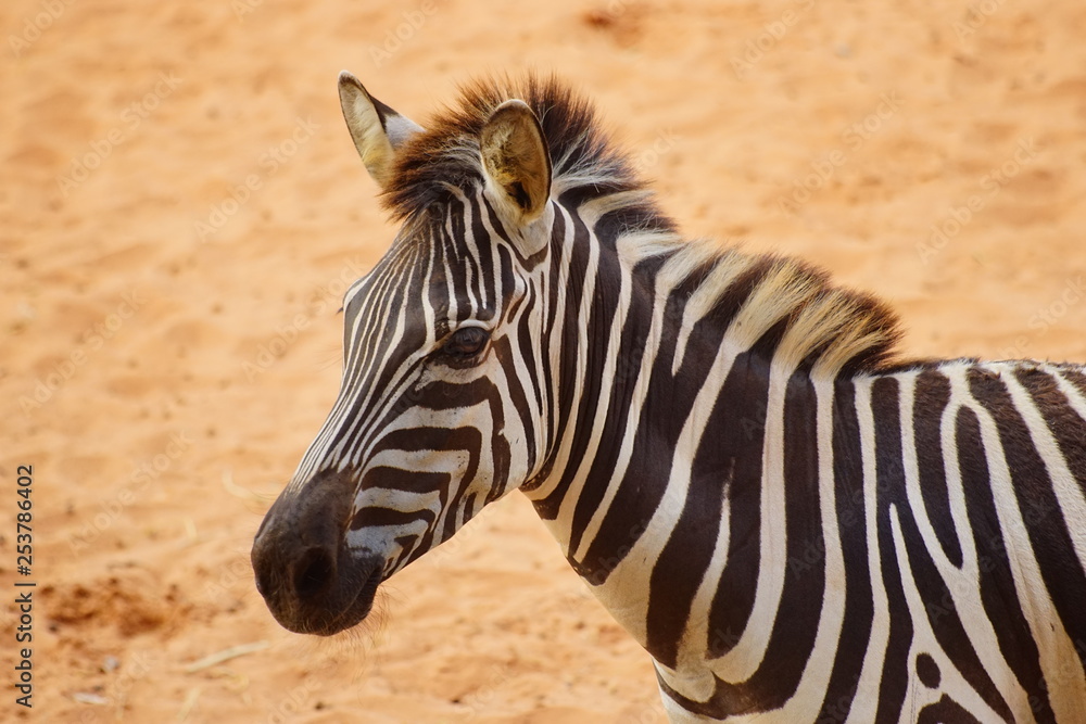 Fototapeta premium zebra close up portrait