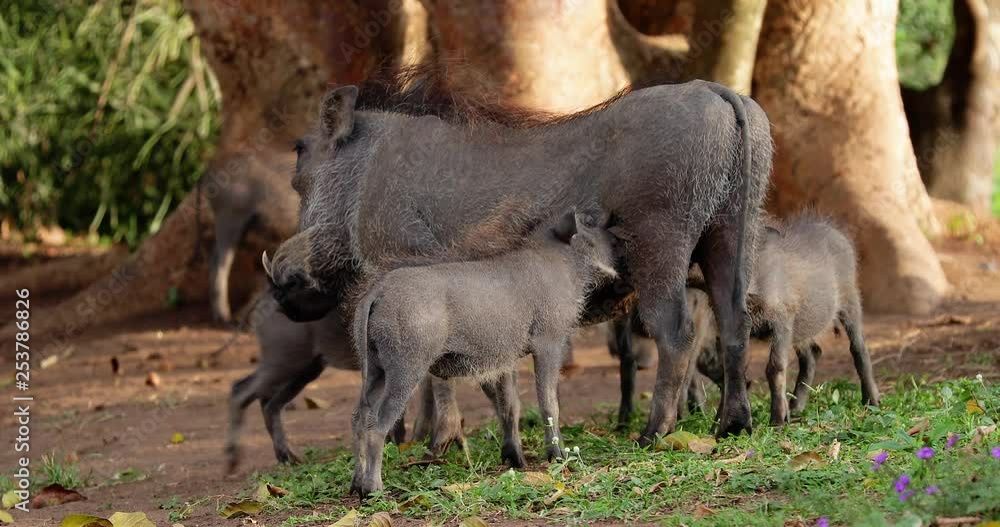 warthog family in the savannah, park kruger south africa warthog family in the savannah, park kruger south africa