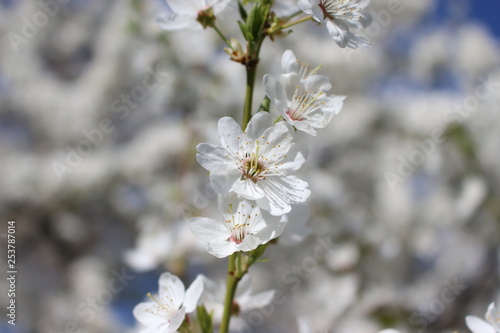 flowers of a tree in spring. cherry blossom tree branch. Branch of sour cherry blossoms in full bloom in front of a blue sky