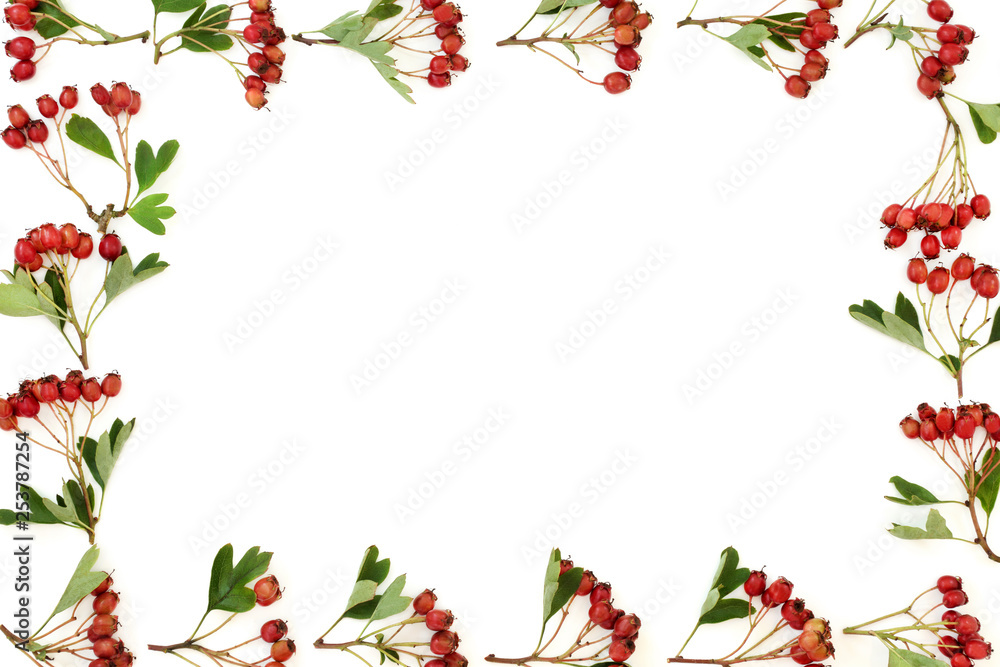 Hawthorn berry abstract background border on white. Used in herbal medicine to lower blood pressure, improve circulation and help with cardiovascular problems. Hawthorn berry abstract background border on white. Used in herbal medicine to lower blood pressure, improve circulation and help with cardiovascular problems.