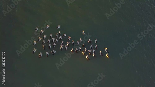 Birds eye view of a squadron of pelicans calmly floating in the water photo