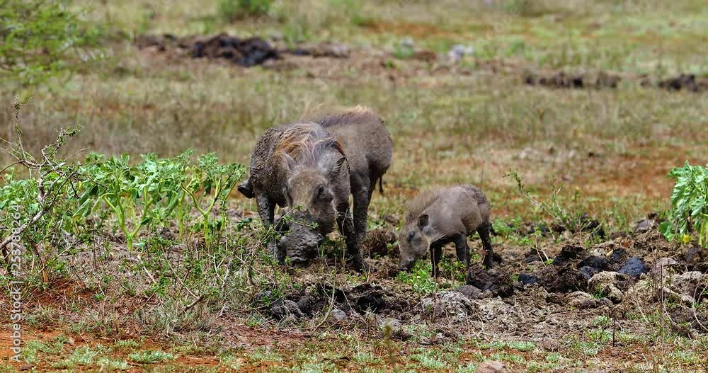 warthog family in the savannah, park kruger south africa warthog family in the savannah, park kruger south africa