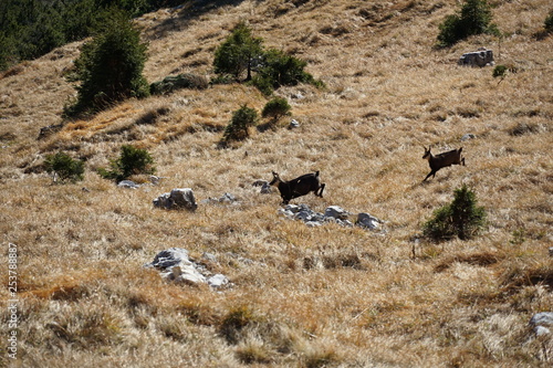 herd of chamois rupicapra