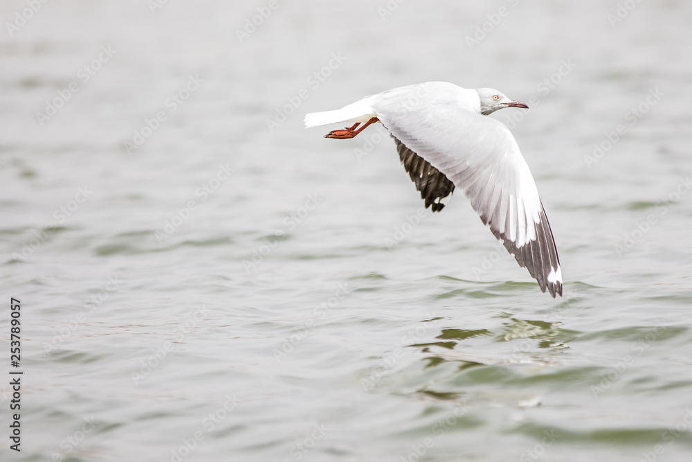 Obraz premium Kingfisher flying in Lagune Somone, Senegal