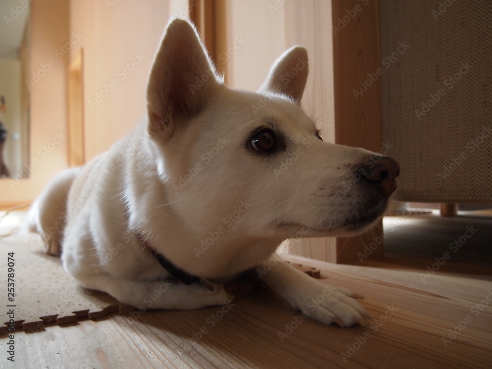 伏せをする犬 Stock 写真 Adobe Stock 伏せをする犬 Stock 写真 Adobe Stock