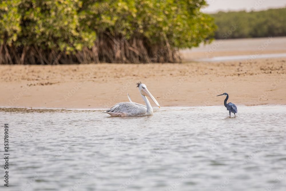 Pelican in Lagune Somone, Senegal