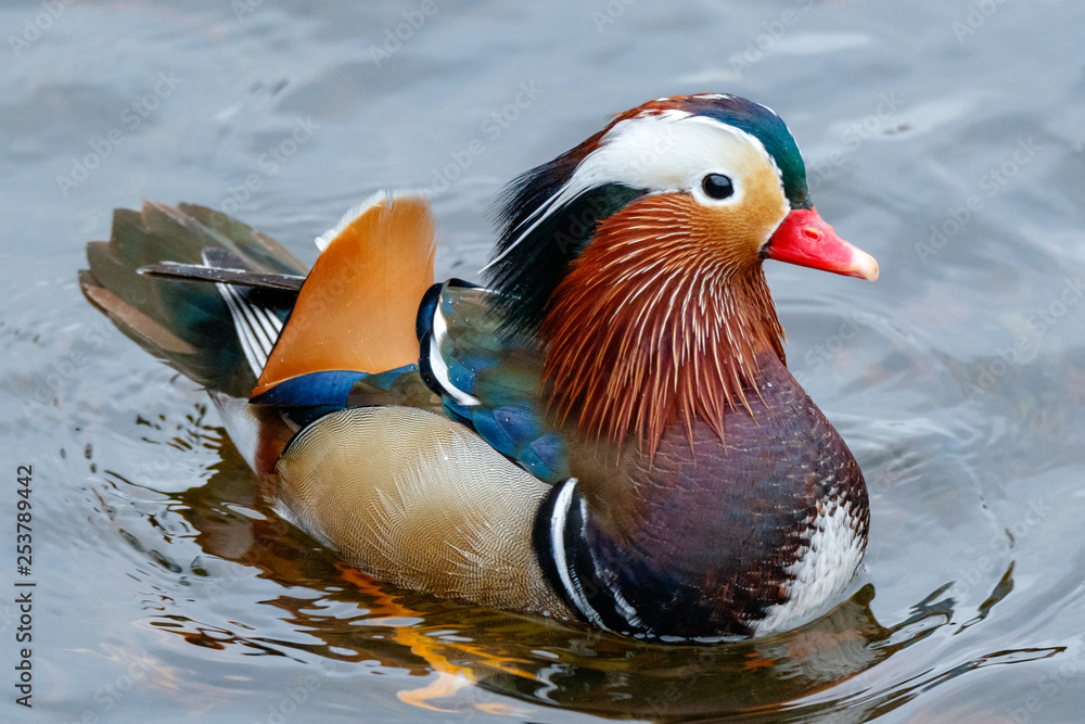 Mandarin Duck (Aix galericulata). Mandarin Duck (Aix galericulata).