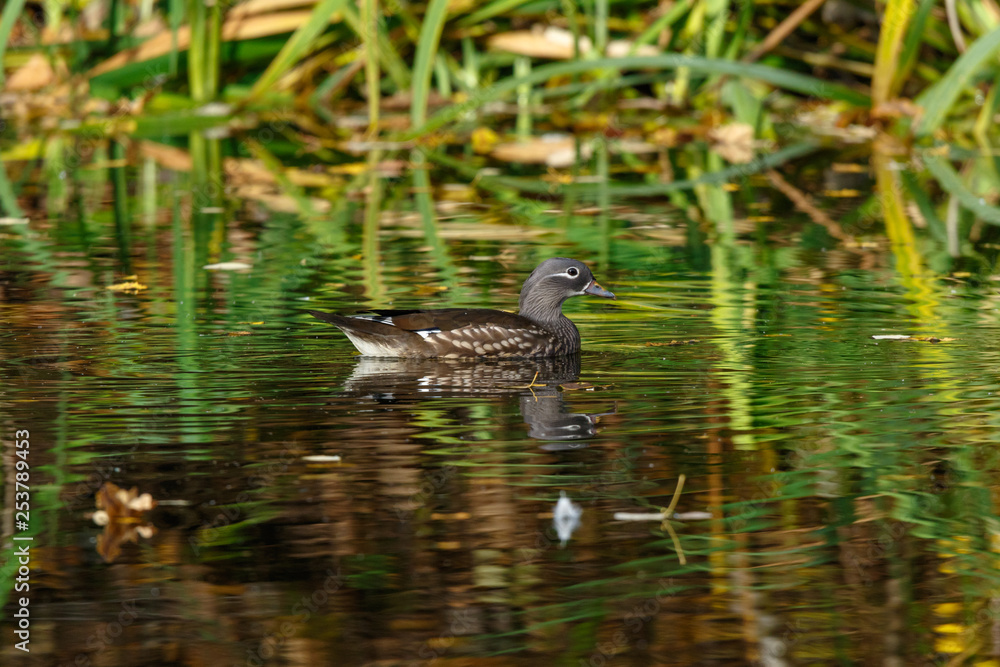 Obraz premium Mandarin Duck (Aix galericulata).