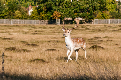 Deer, Home Park, Surrey, England, United Kingdom