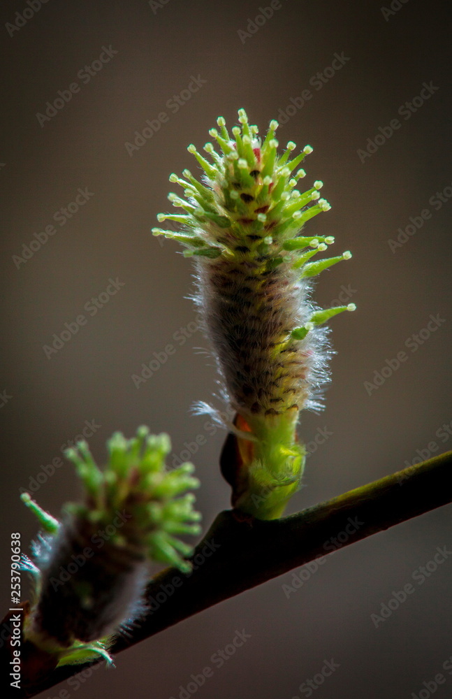 Fototapeta premium Spring,buds