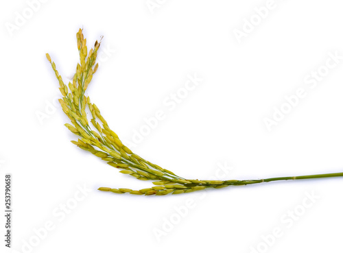 ear of paddy, ears of Thai jasmine rice isolated on white background