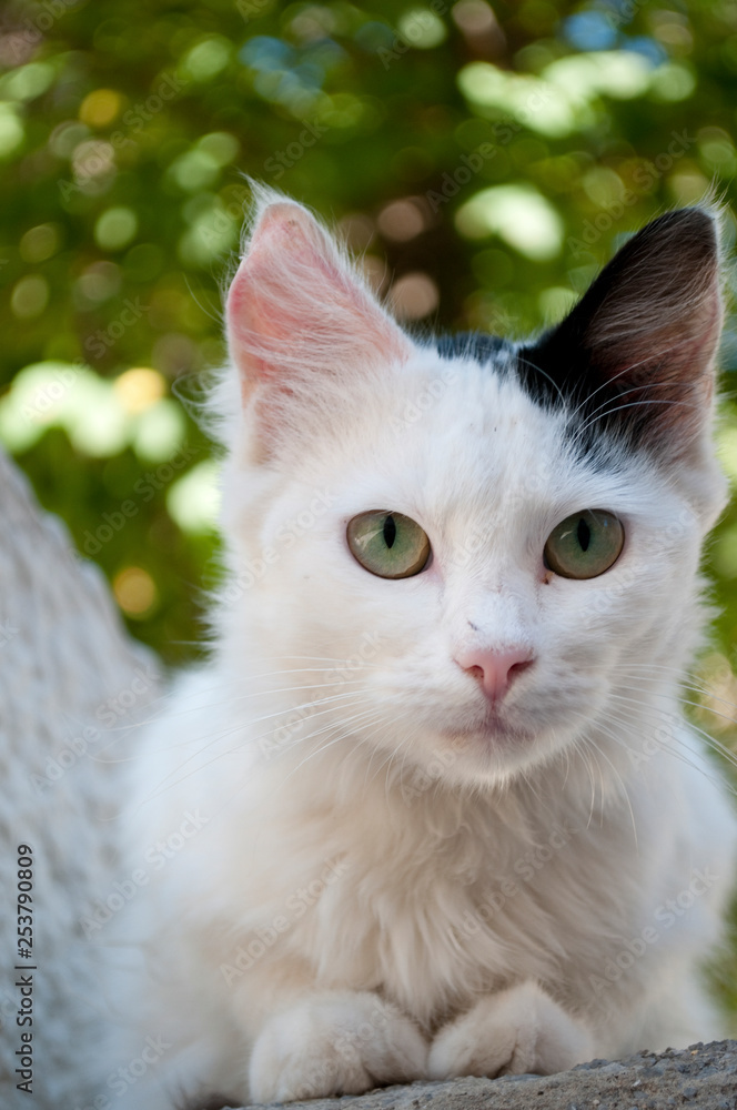 White cat looking directly into the camera, Croatia