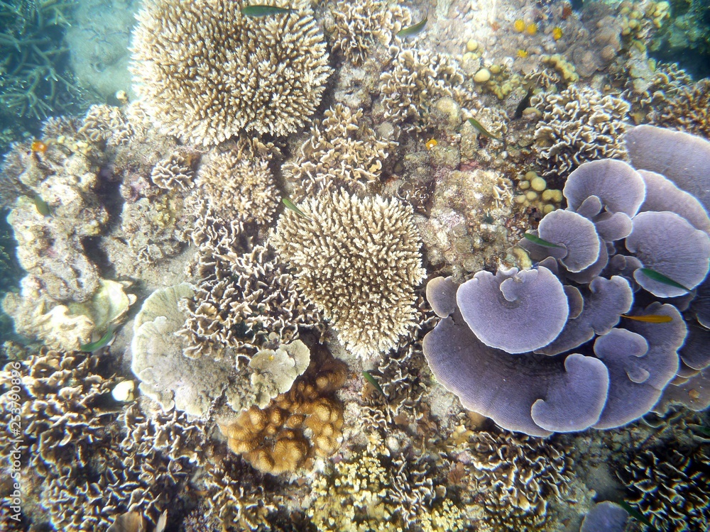 Obraz premium unter Wasser