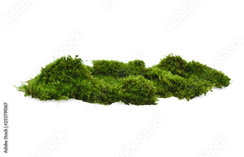 Canvas Print Green moss on white background