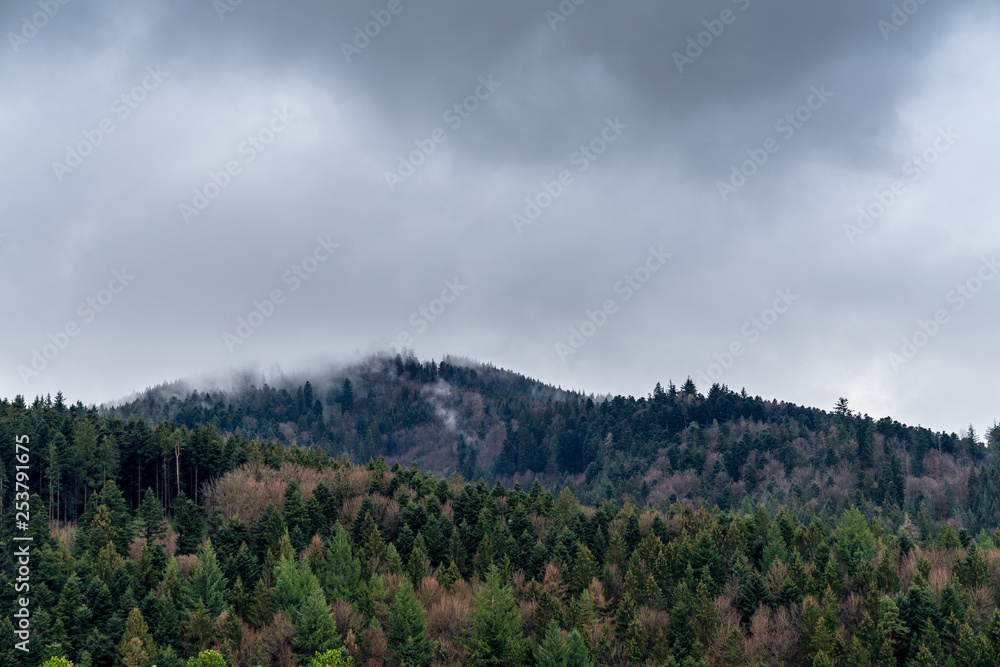 Germany, Bald winter countryside of black forest nature
