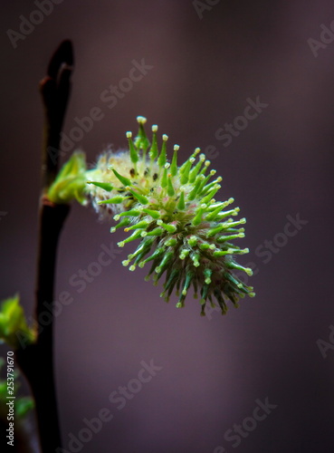 Buds photo