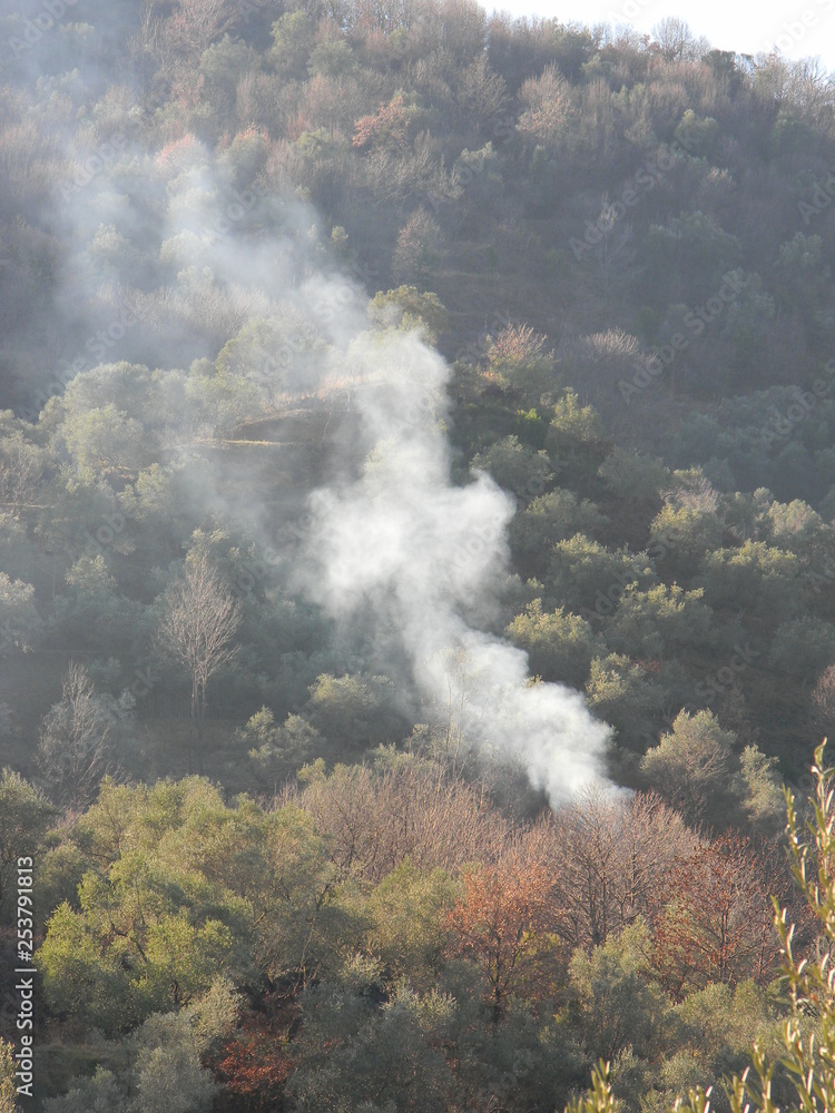 Trees burning in a forest near Tirana, Albania
